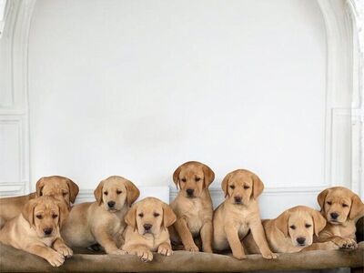 AKC Lab/Labrador puppies DNA healthy titled lines