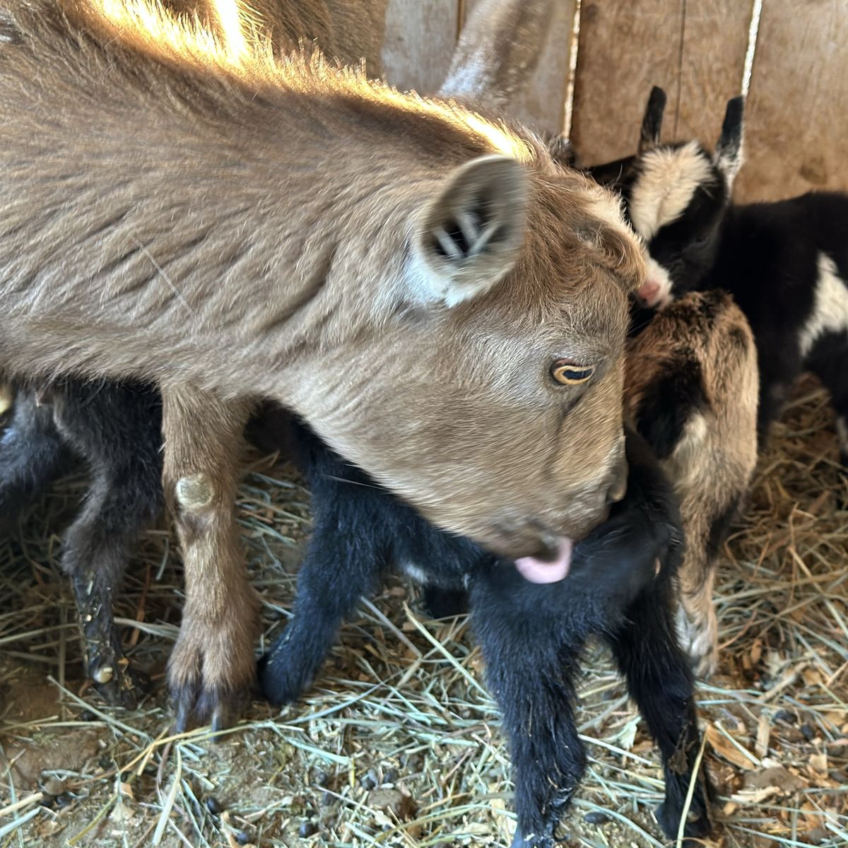 Nigerian Dwarf Bottle Babies