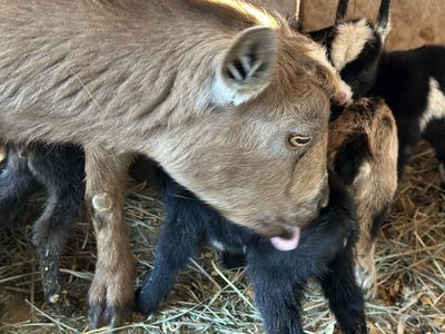 Nigerian Dwarf Bottle Babies