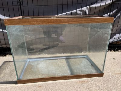 20 gallon high aquarium