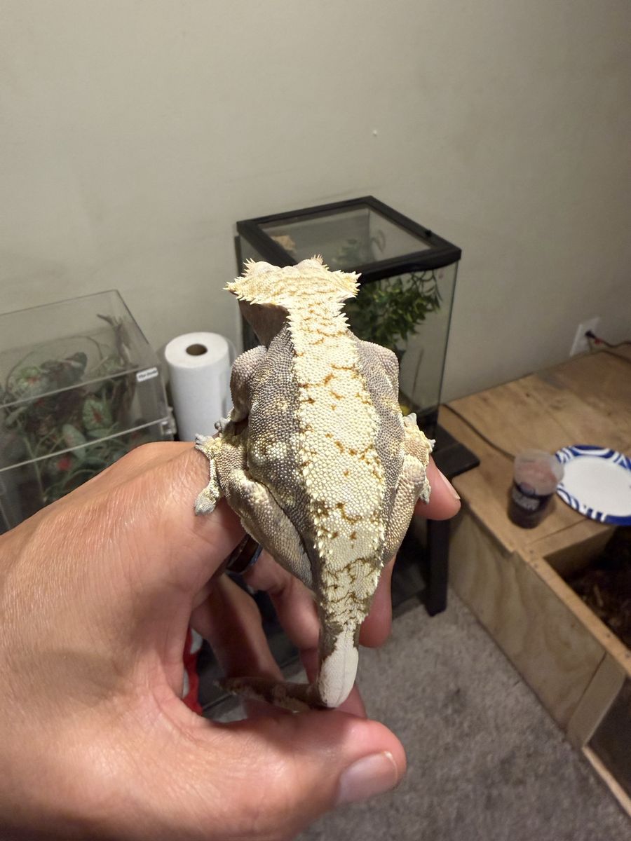 Female Crested Gecko