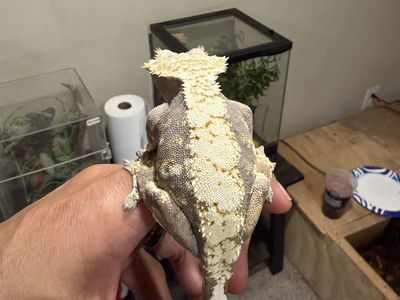 Female Crested Gecko