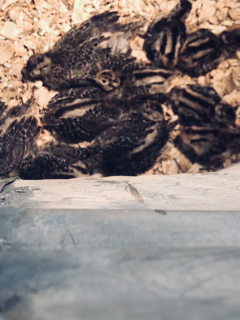 Ringneck Pheasant Chicks For Sale