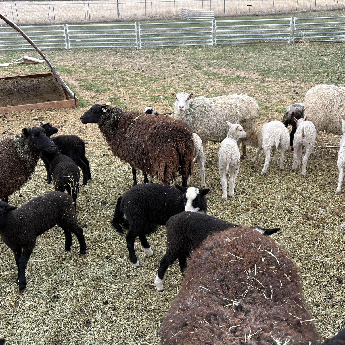 Finn Sheep Lambs – Ewes, Rams & Wethers