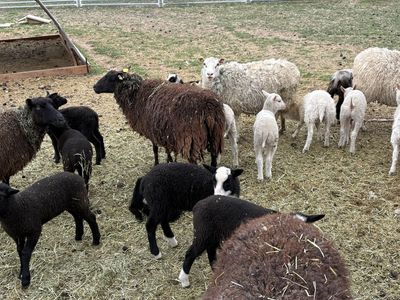 Finn Sheep Lambs – Ewes, Rams & Wethers