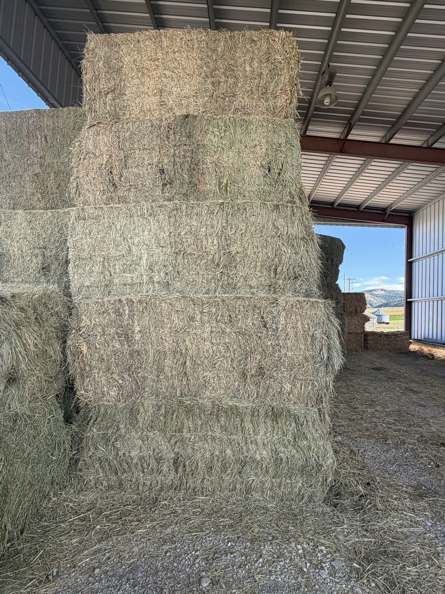 Quality Grass Hay Bales 3x3x8
