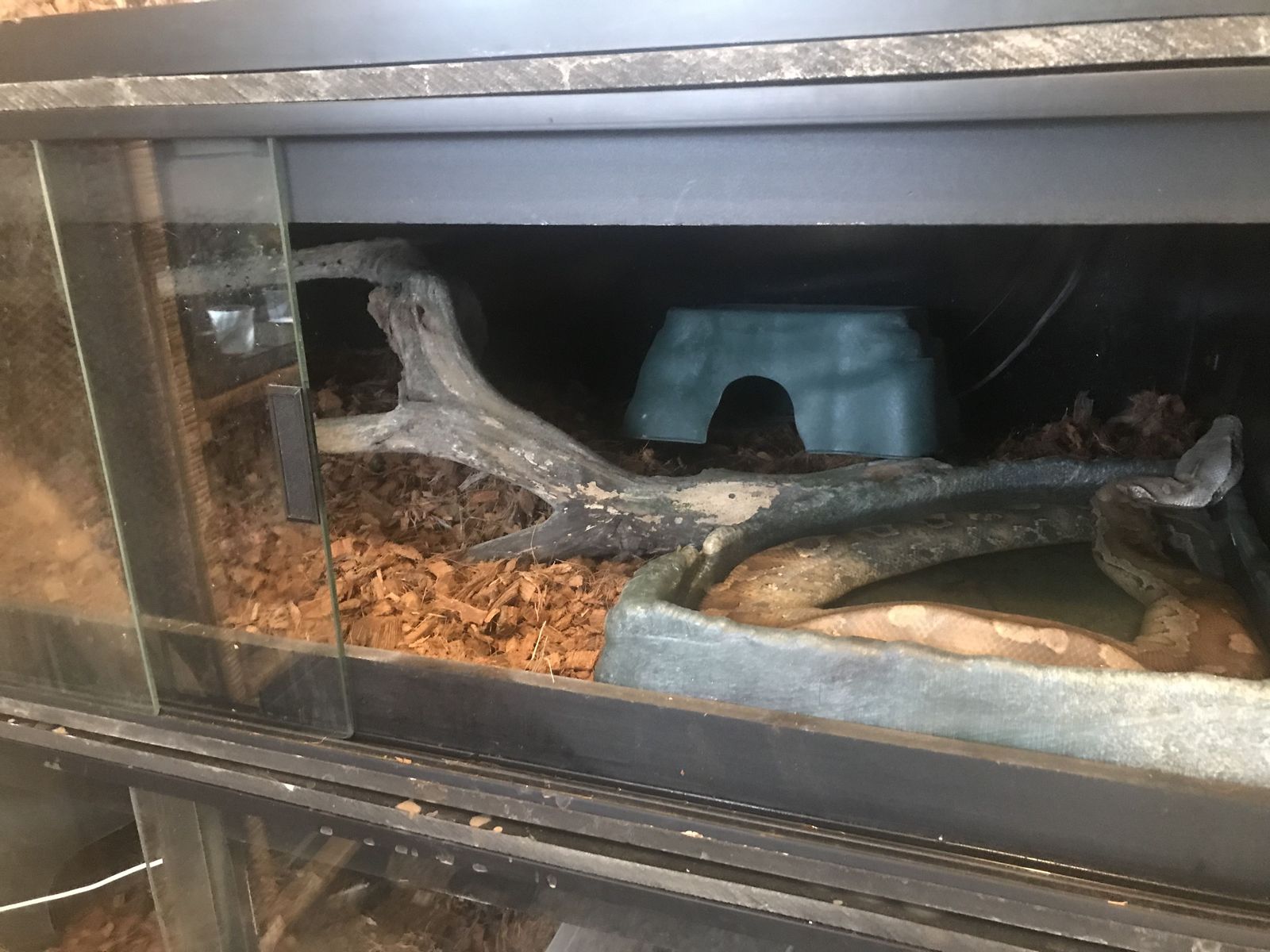 Young Female Blood Python