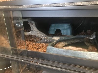 Young Female Blood Python