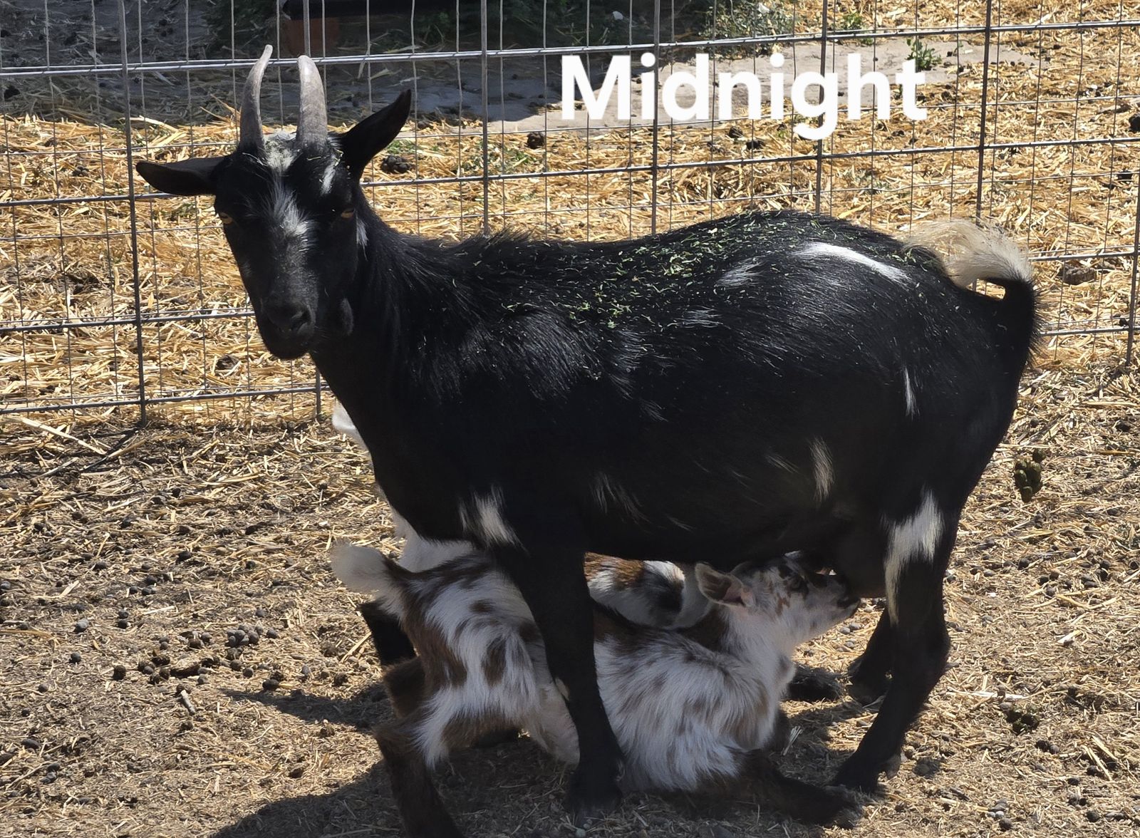Nigerian Dwarf Mama Doe + 3 Nursing Bucklings – Must Go Together