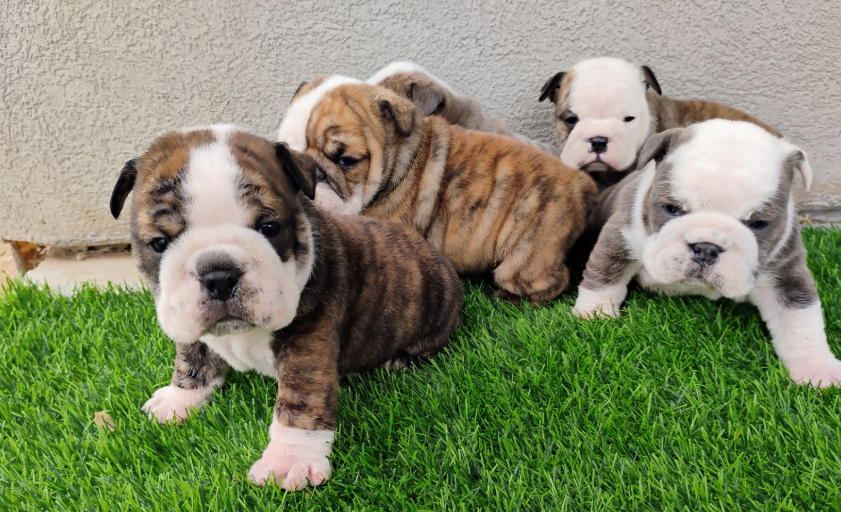 Champion English Bulldog Puppies