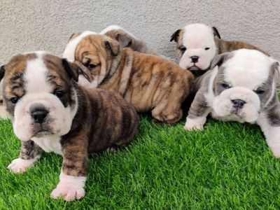 Champion English Bulldog Puppies