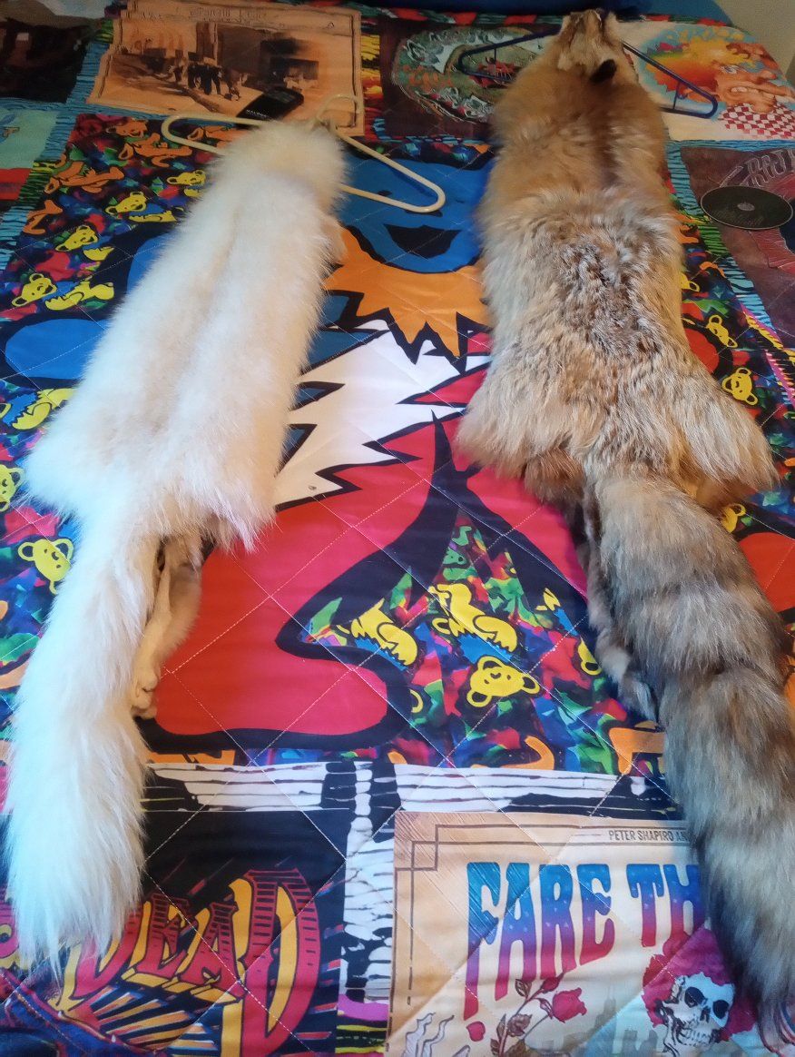 Genuine Fox Fur Pelt - Cream Arctic Fox & Red Fox Taxidermy Wall Hanging/Decor