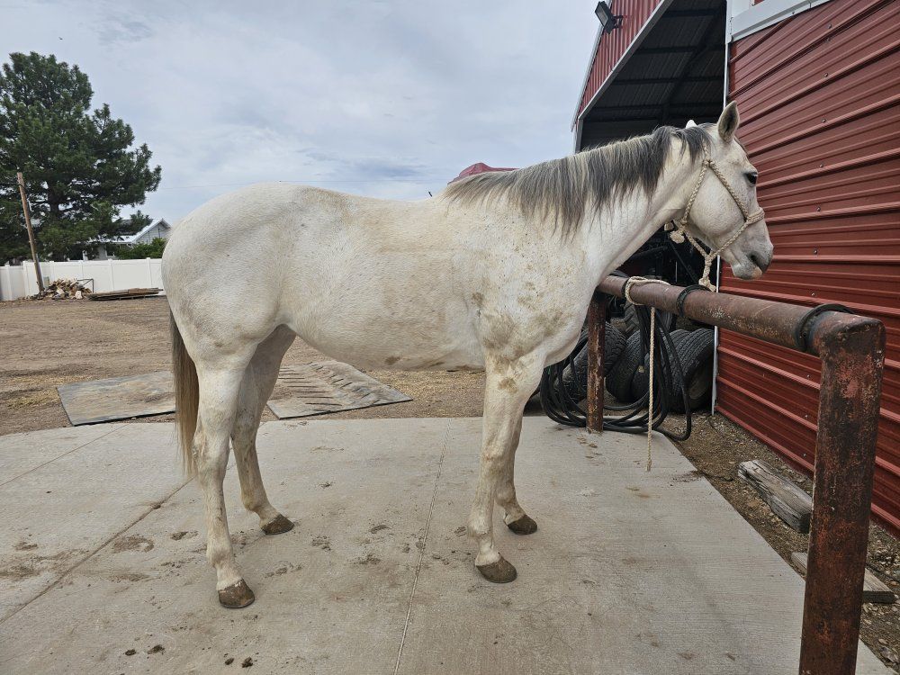 12-Year-Old Registered Quarter Horse Mare