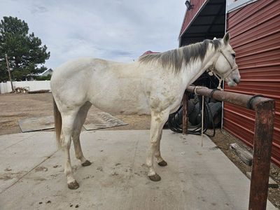 12-Year-Old Registered Quarter Horse Mare