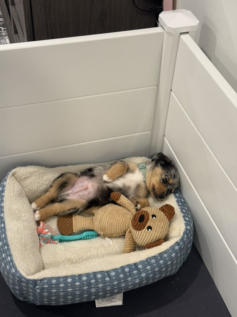 Corgi Aussie Mix Puppy