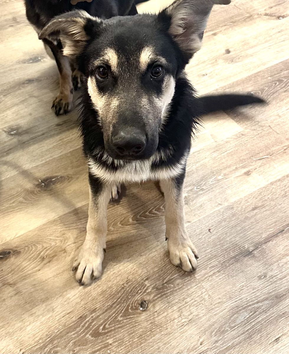 1yo German Shepherd/Border Collie
