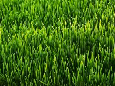 Lawn Care, Aeration, Weeding and More