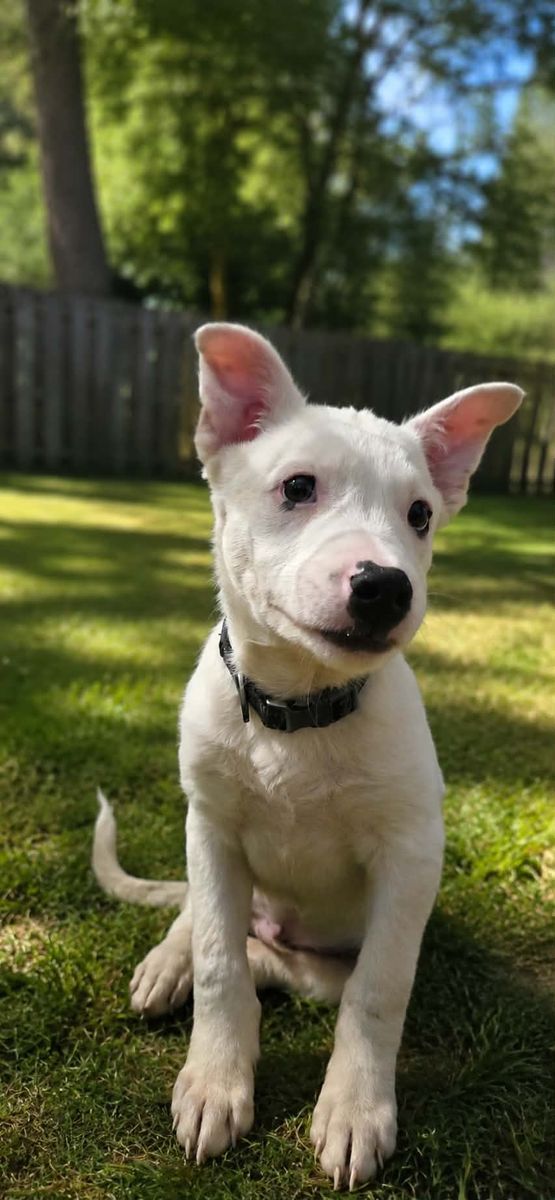 Blue Heeler Mix