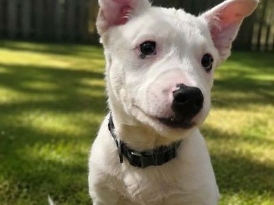 Blue Heeler Mix