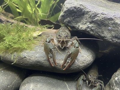 Active Freshwater Crayfish – Hardy & Fun to Watch