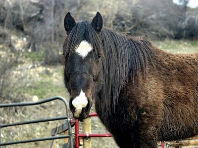 3 year old gelding project