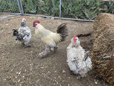 silver d'uccles hens and rooster