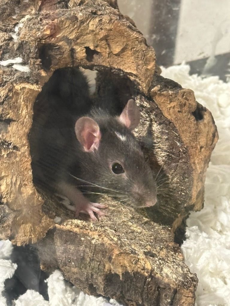 Cosmo the Pet Rat