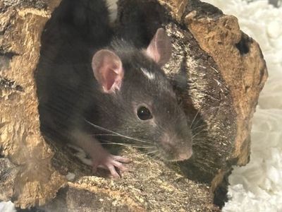 Cosmo the Pet Rat