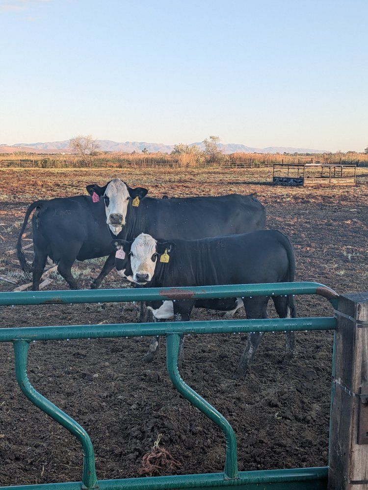 Bred cows