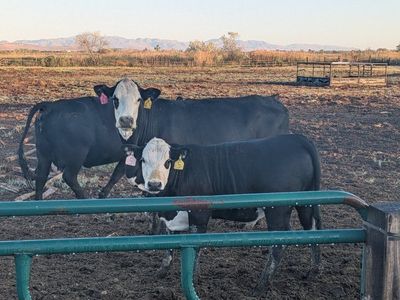 Bred cows