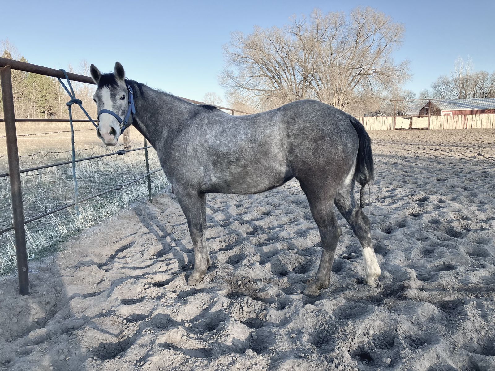 3 Year Old Reining Prospect