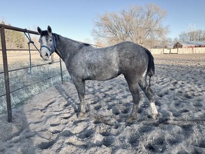 3 Year Old Reining Prospect