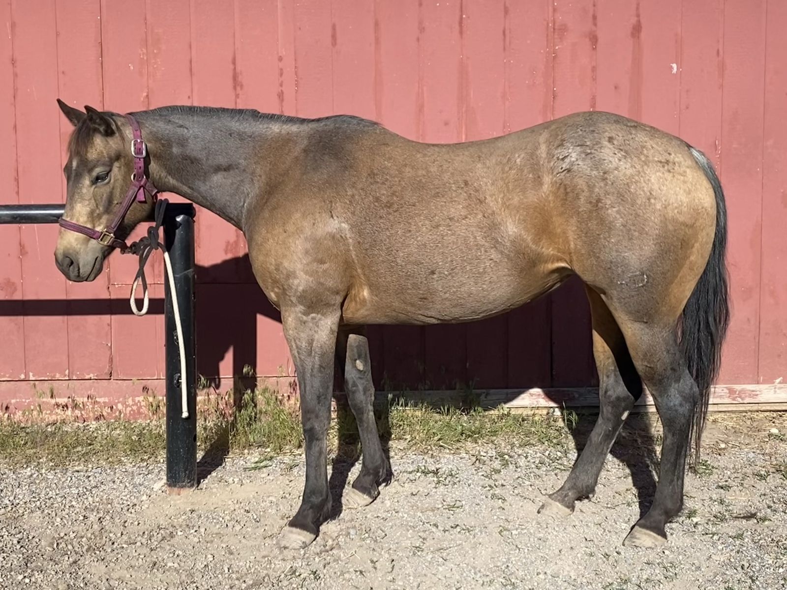 11yr Old AQHA Horse