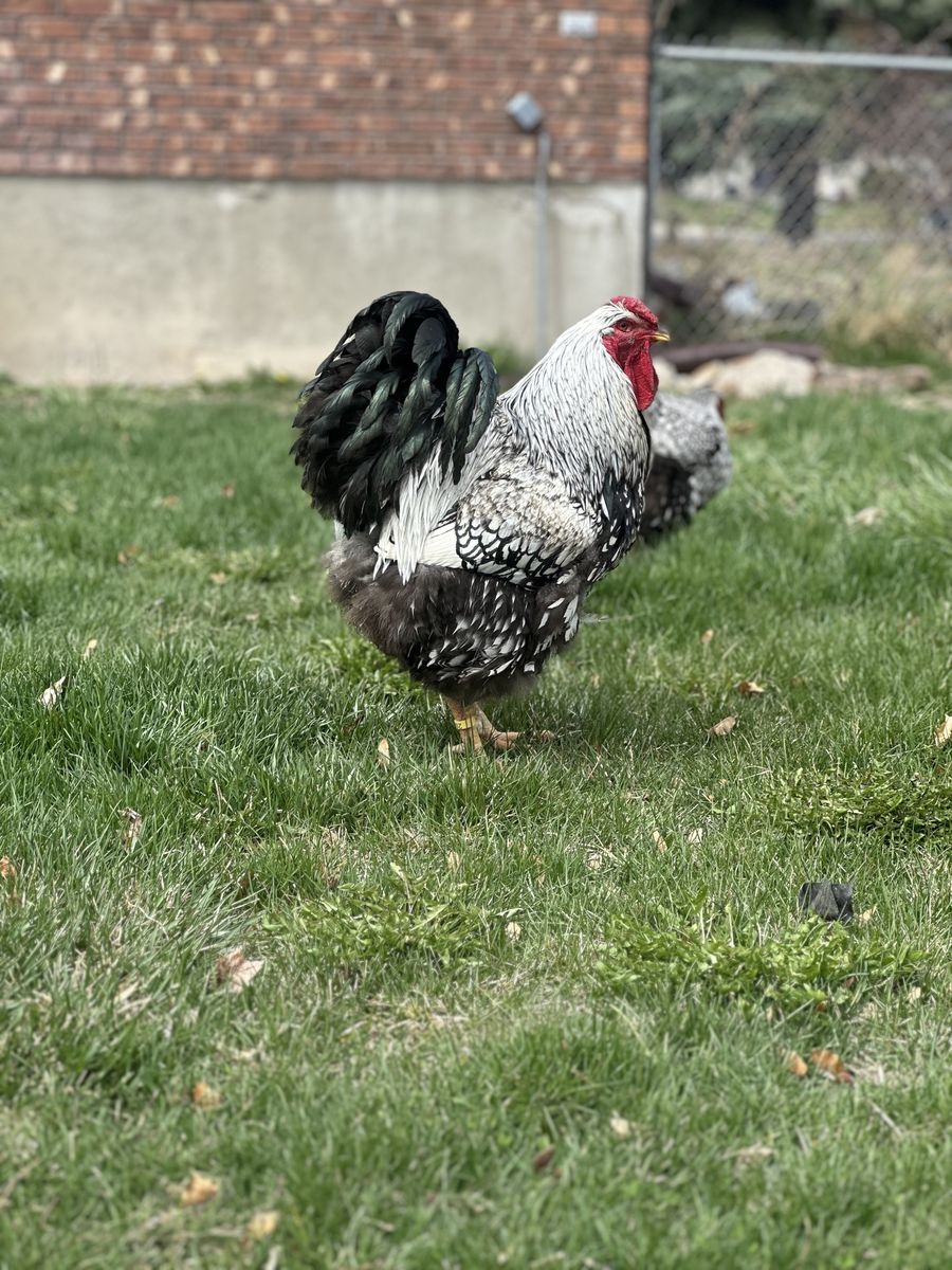 Silver Laced Wyandottes