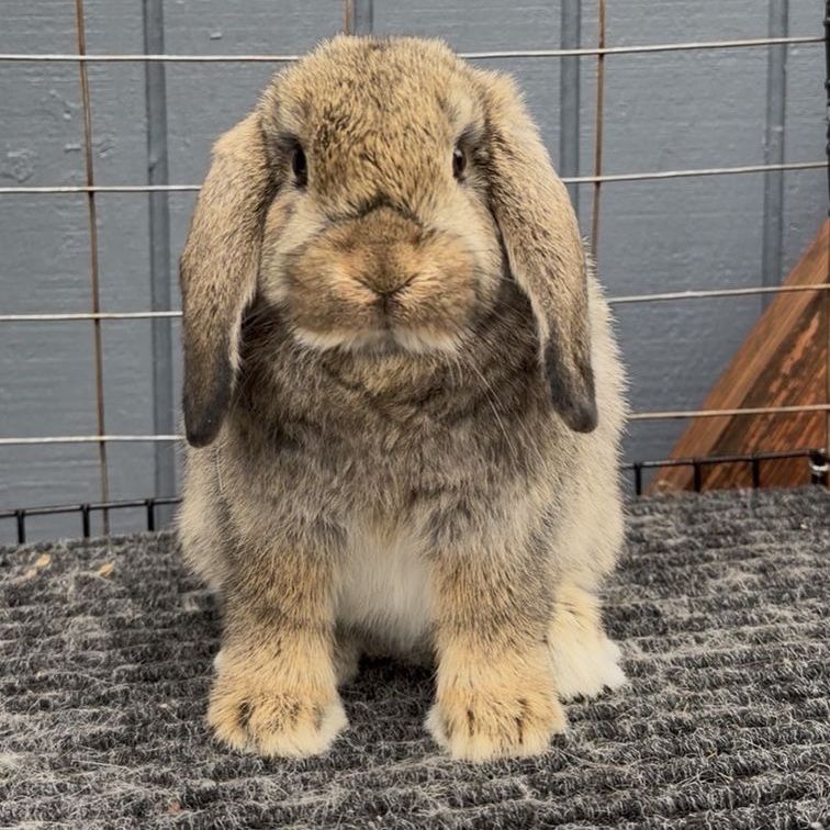 Holland Lop Doe Ready Now!