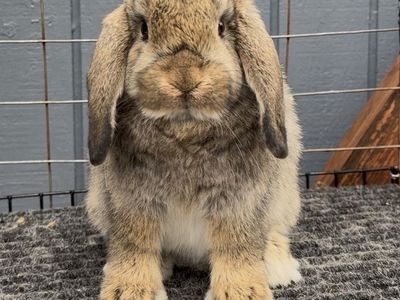 Holland Lop Doe Ready Now!