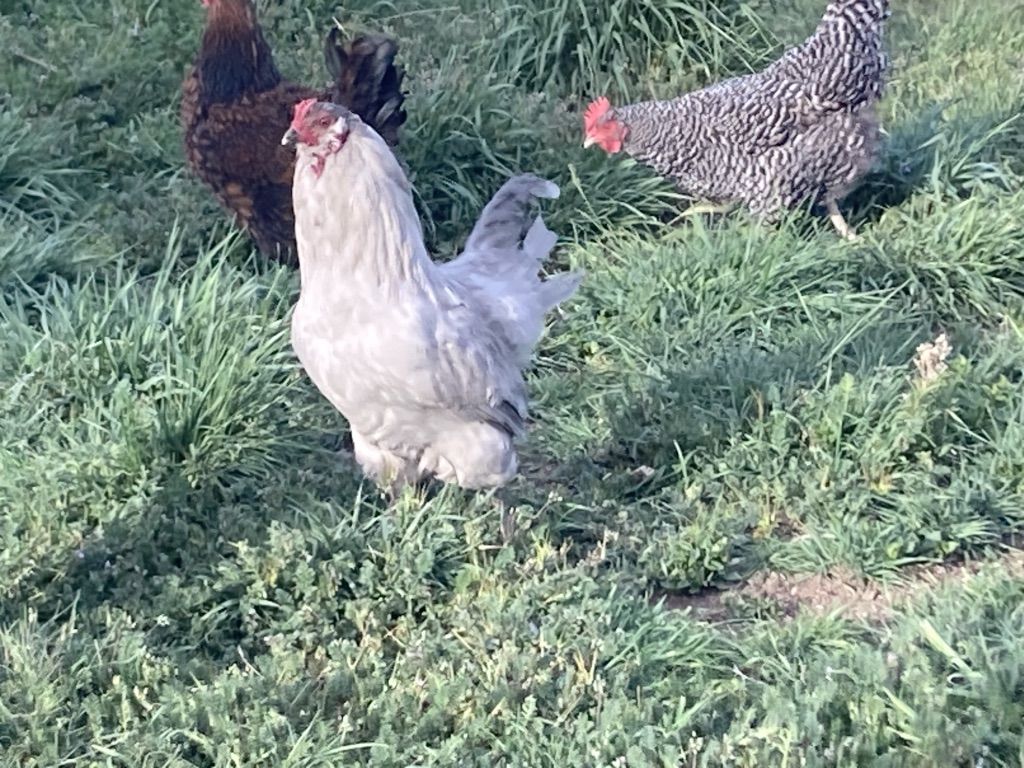 Rainbow Layer Starter Flock 7 Laying Hens 1Rooster