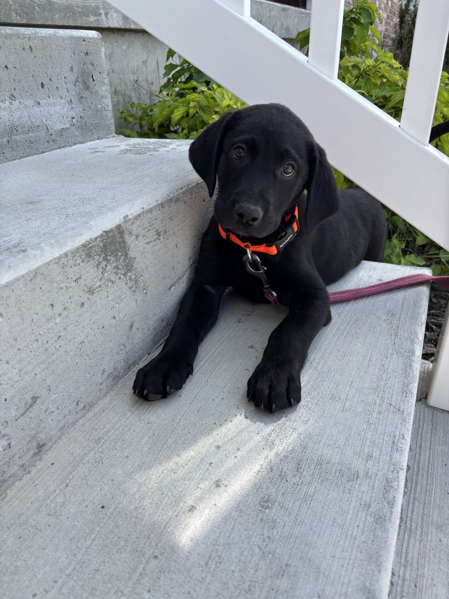 8 Week Old Male AKC Black Labrador Puppy PLUS Supplies
