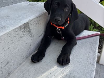 8 Week Old Male AKC Black Labrador Puppy PLUS Supplies
