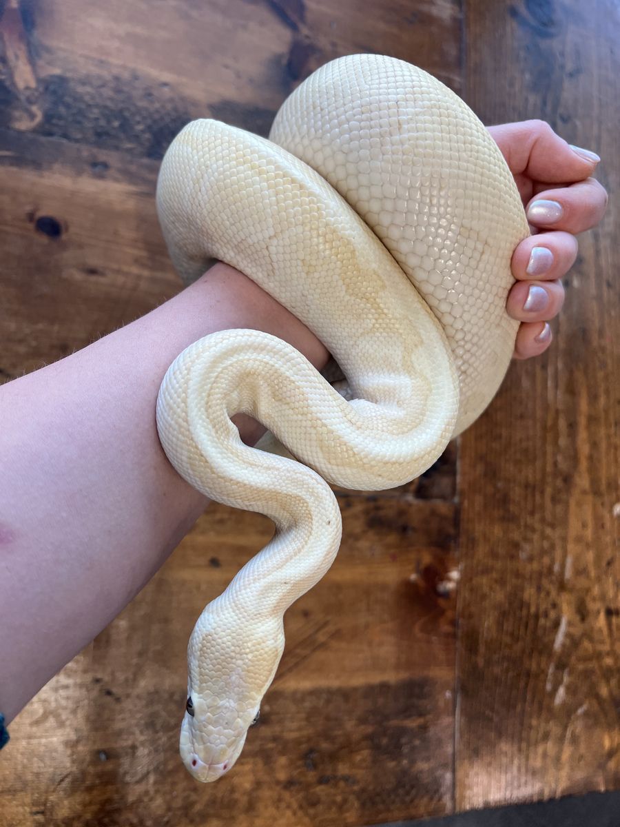 Banana Pinstripe Ball Python