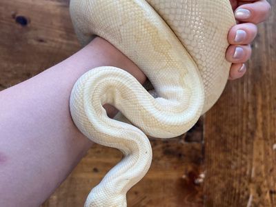 Banana Pinstripe Ball Python