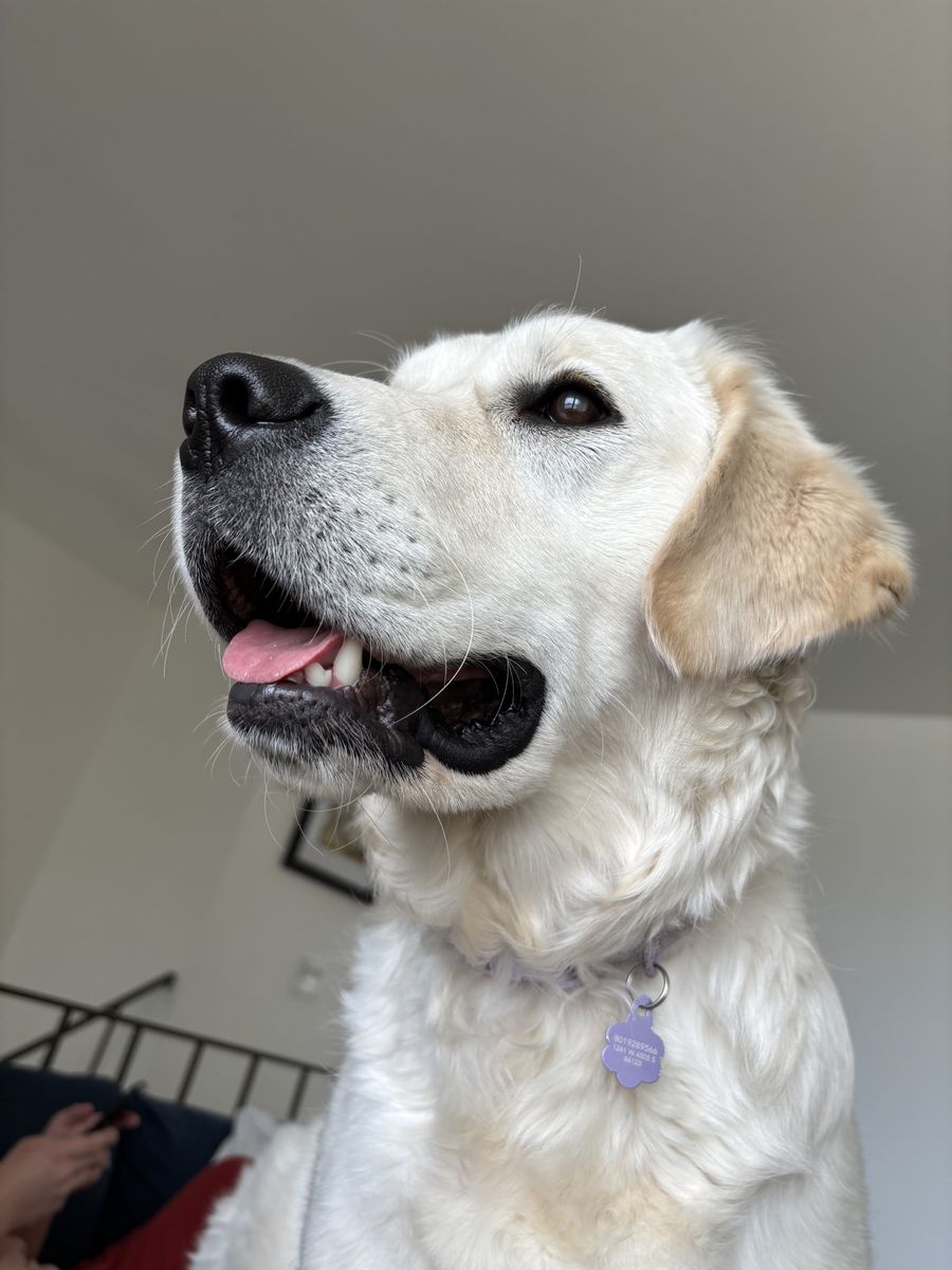 English Retriever Puppy