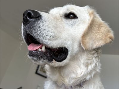 English Retriever Puppy