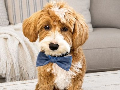 ALL CLEAR, 24% GR, FF, --, 12lbs, Goldendoodle