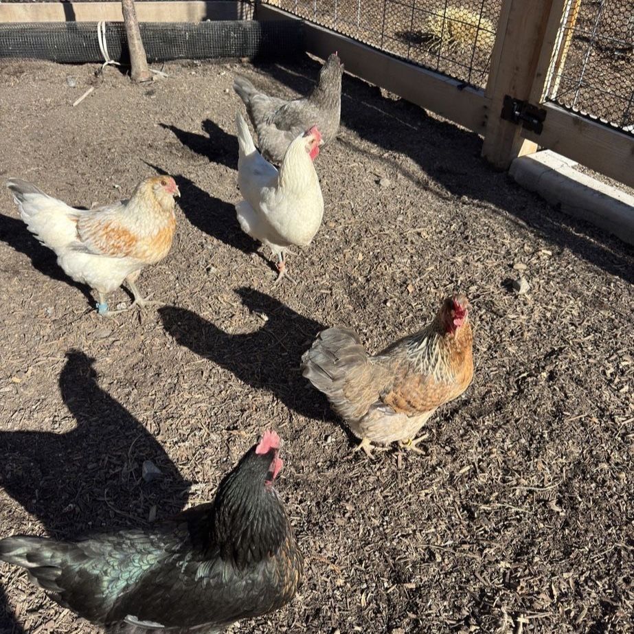8 One year old laying hens