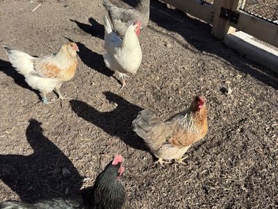 8 One year old laying hens