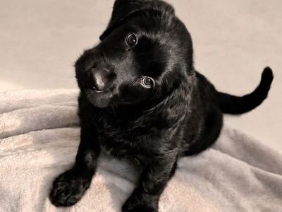 Last Black Doodle Boy – Ready for His Family