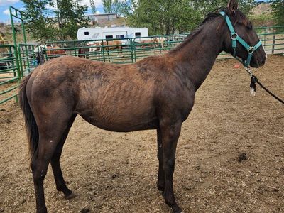 Yearling Filly