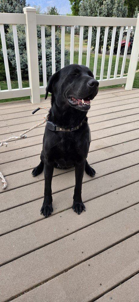 Meet Ella, 6 year old female black lab
