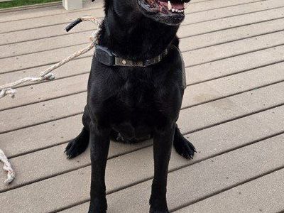 Meet Ella, 6 year old female black lab